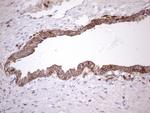 LIME1 Antibody in Immunohistochemistry (Paraffin) (IHC (P))