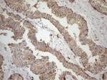 LIME1 Antibody in Immunohistochemistry (Paraffin) (IHC (P))