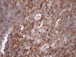 LIME1 Antibody in Immunohistochemistry (Paraffin) (IHC (P))