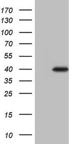 LIME1 Antibody in Western Blot (WB)