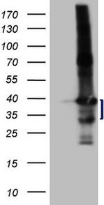 LIME1 Antibody in Western Blot (WB)