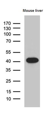 LIMS2 Antibody in Western Blot (WB)