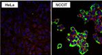 LIN28A Antibody in Immunocytochemistry (ICC/IF)