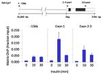 LIN28A Antibody in ChIP Assay (ChIP)