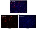 LIN28A Antibody in Immunocytochemistry (ICC/IF)