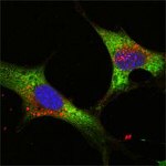 LIN28A Antibody in Immunocytochemistry (ICC/IF)