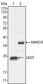 LIN28A Antibody in Western Blot (WB)