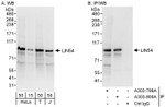 LIN54 Antibody in Western Blot (WB)