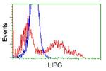 LIPG Antibody in Flow Cytometry (Flow)