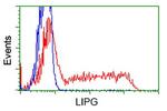 LIPG Antibody in Flow Cytometry (Flow)