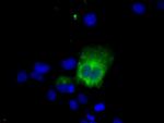 LIPG Antibody in Immunocytochemistry (ICC/IF)