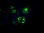 LIPG Antibody in Immunocytochemistry (ICC/IF)