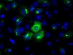 LIPG Antibody in Immunocytochemistry (ICC/IF)