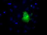 LIPG Antibody in Immunocytochemistry (ICC/IF)