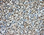 LIPG Antibody in Immunohistochemistry (Paraffin) (IHC (P))