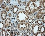 LIPG Antibody in Immunohistochemistry (Paraffin) (IHC (P))