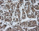 LIPG Antibody in Immunohistochemistry (Paraffin) (IHC (P))