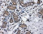 LIPG Antibody in Immunohistochemistry (Paraffin) (IHC (P))