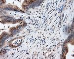 LIPG Antibody in Immunohistochemistry (Paraffin) (IHC (P))