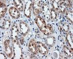 LIPG Antibody in Immunohistochemistry (Paraffin) (IHC (P))