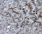 LIPG Antibody in Immunohistochemistry (Paraffin) (IHC (P))