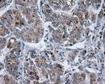 LIPG Antibody in Immunohistochemistry (Paraffin) (IHC (P))