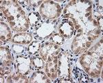 LIPG Antibody in Immunohistochemistry (Paraffin) (IHC (P))