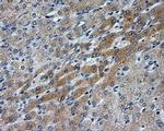 LIPG Antibody in Immunohistochemistry (Paraffin) (IHC (P))