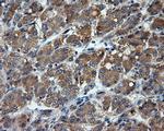 LIPG Antibody in Immunohistochemistry (Paraffin) (IHC (P))