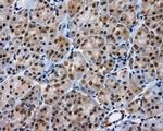 LIPG Antibody in Immunohistochemistry (Paraffin) (IHC (P))