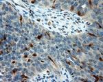 LIPG Antibody in Immunohistochemistry (Paraffin) (IHC (P))