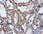 LIPG Antibody in Immunohistochemistry (Paraffin) (IHC (P))