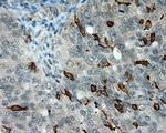 LIPG Antibody in Immunohistochemistry (Paraffin) (IHC (P))