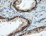 LIPG Antibody in Immunohistochemistry (Paraffin) (IHC (P))