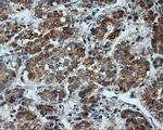 LIPG Antibody in Immunohistochemistry (Paraffin) (IHC (P))