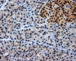 LIPG Antibody in Immunohistochemistry (Paraffin) (IHC (P))