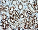 LIPG Antibody in Immunohistochemistry (Paraffin) (IHC (P))