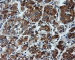 LIPG Antibody in Immunohistochemistry (Paraffin) (IHC (P))