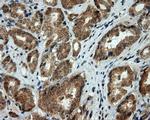 LIPG Antibody in Immunohistochemistry (Paraffin) (IHC (P))