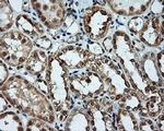 LIPG Antibody in Immunohistochemistry (Paraffin) (IHC (P))