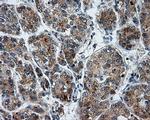 LIPG Antibody in Immunohistochemistry (Paraffin) (IHC (P))