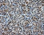 LIPG Antibody in Immunohistochemistry (Paraffin) (IHC (P))