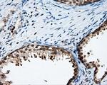 LIPG Antibody in Immunohistochemistry (Paraffin) (IHC (P))