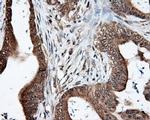 LIPG Antibody in Immunohistochemistry (Paraffin) (IHC (P))