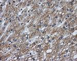 LIPG Antibody in Immunohistochemistry (Paraffin) (IHC (P))