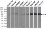 LIPG Antibody in Immunoprecipitation (IP)