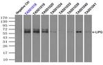 LIPG Antibody in Immunoprecipitation (IP)