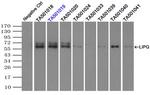 LIPG Antibody in Immunoprecipitation (IP)