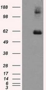 LIPG Antibody in Western Blot (WB)