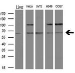 LIPG Antibody in Western Blot (WB)